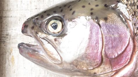 cheek fish|Fish Cheeks Are The Underrated Cut Of Meat You're .